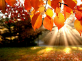 Jeu Puzzle: Automne en ligne