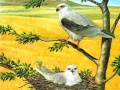 Jeu Puzzle Oiseaux de Proie en ligne