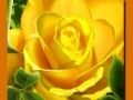 Jeu Roses Jaunes en ligne Jeu Roses Jaunes en ligne