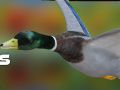 Jeu Chasseur de canards : Forêt d'automne en ligne Jeu Chasseur de canards : Forêt d'automne en ligne