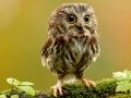 Jeu Étoiles Cachées des Animaux en ligne