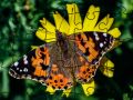 Jeu Puzzle Jigsaw : Printemps en ligne