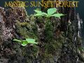 Jeu Forêt mystique au coucher de soleil en ligne