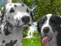 Jeu Simulateur de Chien 3D en ligne