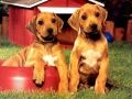 Jeu Puzzles de Paires de Chiots en ligne