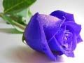 Jeu Roses bleues en ligne