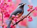 Jeu Oiseaux Aimables en ligne