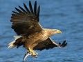 Jeu Glissade des Oiseaux Volants en ligne