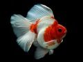 Jeu Puzzle Poisson Doré en ligne