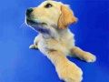 Jeu Puzzle Drôles de Chats et Chiens en ligne