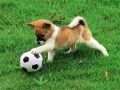 Jeu Casse-tête de chiot enjoué en extérieur en ligne