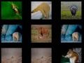 Jeu Mémoire Animale en ligne