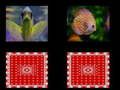 Jeu mémoire des poissons en ligne