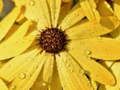 Jeu Puzzle Pétales de Fleurs Gouttes de Pluie en ligne