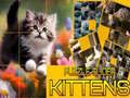 Jeu Casse-tête des Kittens Glissants en ligne