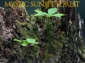 Jeu Forêt mystique au coucher de soleil en ligne