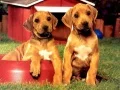 Jeu Puzzles de Paires de Chiots en ligne Jeu Puzzles de Paires de Chiots en ligne