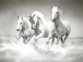 Jeu Puzzle de chevaux en ligne