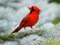Jeu Puzzle des Oiseaux en ligne Jeu Puzzle des Oiseaux en ligne