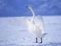 Jeu Cygnes Gracieux en ligne Jeu Cygnes Gracieux en ligne