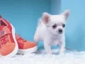 Jeu Puzzle de Chiot Adorable en ligne Jeu Puzzle de Chiot Adorable en ligne