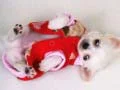 Jeu Diapositive de Chiot Mignon en ligne