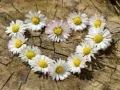 Jeu Puzzle "Cœur de Pâquerette" en ligne Jeu Puzzle "Cœur de Pâquerette" en ligne