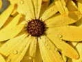 Jeu Puzzle Pétales de Fleurs Gouttes de Pluie en ligne