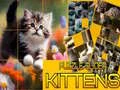 Jeu Casse-tête des Kittens Glissants en ligne Jeu Casse-tête des Kittens Glissants en ligne