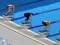 Jeu Natation Pro en ligne Jeu Natation Pro en ligne