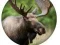 Jeu Quiz Animalier en ligne