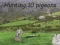 Jeu Chasse aux pigeons en ligne