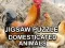 Jeu Puzzle Jigsaw Animaux Domestiques en ligne