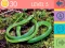 Jeu Quiz de 15 Images en ligne