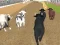 Jeu Courses de Taureaux Enragés en ligne