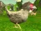 Jeu Tireur de poules en ligne