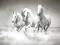 Jeu Puzzle de chevaux en ligne Jeu Puzzle de chevaux en ligne