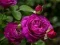 Jeu Roses pourpres en ligne