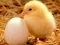 Jeu Puzzle de petites créatures adorables en ligne