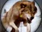 Jeu Chasse aux animaux sauvages en ligne Jeu Chasse aux animaux sauvages en ligne