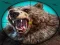 Jeu Chasse au ours sauvage en ligne