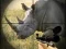 Jeu Chasseur de rhinocéros sauvage en ligne