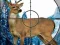 Jeu Chasseur de Cerfs Tireur d'Élite en ligne