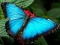 Jeu Puzzle Nature Papillon en ligne