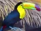 Jeu Casse-tête Oiseau Toucan en ligne
