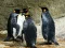 Jeu Puzzle Roi Pingouin en ligne