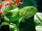 Jeu Iguane Sauvage en ligne