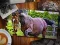 Jeu Édition Puzzle Jigsaw Chevaux en ligne