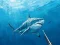 Jeu Chasse sous-marine sous-marine en ligne