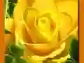 Jeu Roses Jaunes en ligne